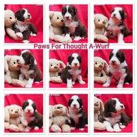 Paws for Thought A-Wurf